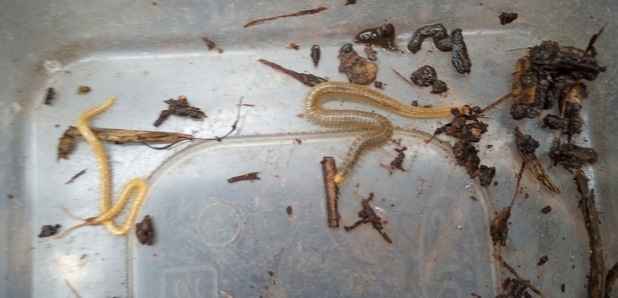 Centipede and Millipede 