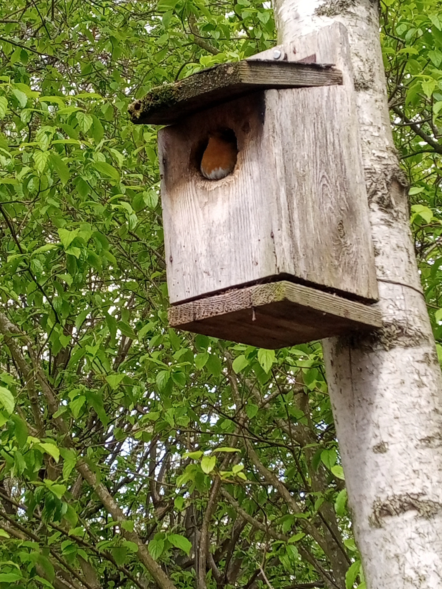 Robins in the wild garden